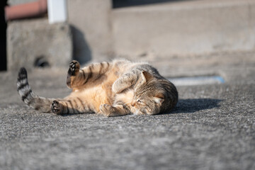寝ころがってアピールする可愛い野良猫