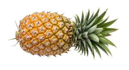 Isolated ripe pineapple fruit with spiky green leaves, fresh tropical fruit still life