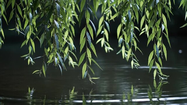 Green willow leaves hanging over water surface with ripples and sunlight reflection
