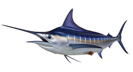 Isolated Blue Marlin Fish, Big Game Fish, Seafood, Marine Animal, Swordfish, Predatory Fish