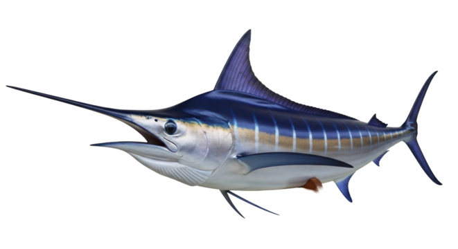 Isolated Blue Marlin Fish, Big Game Fish, Seafood, Marine Animal, Swordfish, Predatory Fish
