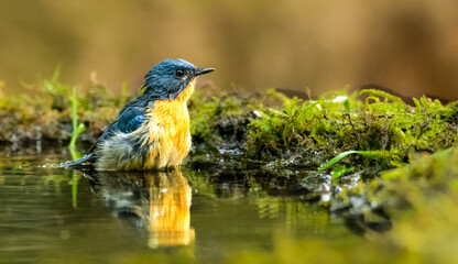 Tickell's Blue Flycatcher cooling in to pond water in forest