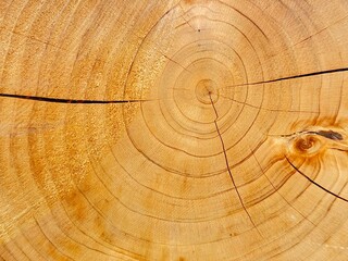 綺麗な切断面の木目