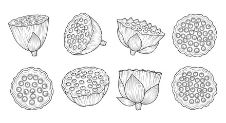 Collection of hand drawn lotus seed pods in outline style