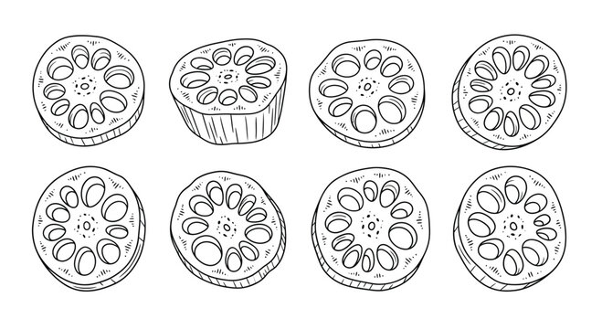 Hand drawn sketch of sliced lotus root showing its distinctive pattern
