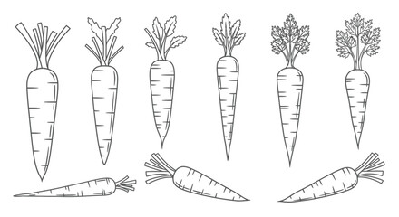 Hand drawn sketch of fresh carrots with green tops isolated on white background