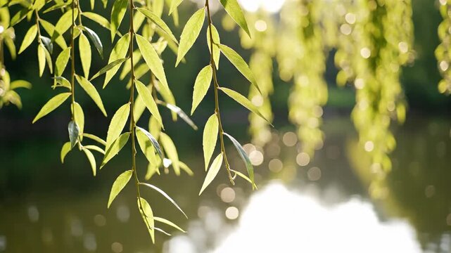 Green willow tree leaves hanging over water surface illuminated by golden sunlight in nature