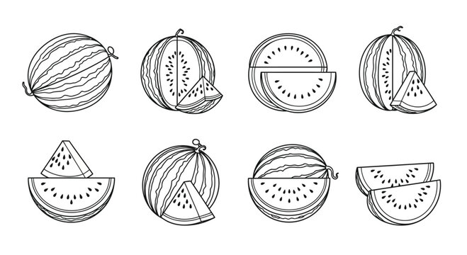 Hand drawn sketch of whole and sliced watermelons in a set