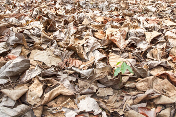 Many leaves fall on the floor.