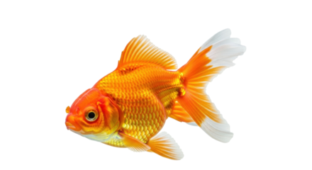 Isolated goldfish on a bright backdrop, beautiful pet fish with orange scales and tail fins
