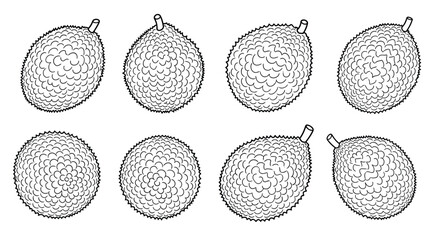Collection of eight hand drawn botanical illustrations of oval shaped seeds or fruits