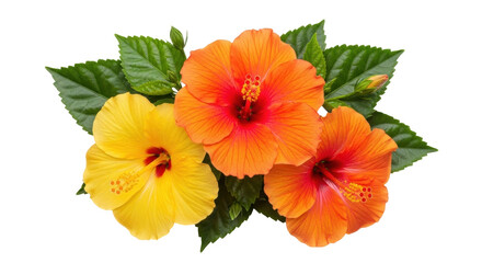 Obraz premium Isolated Bouquet of Hibiscus Flowers in Yellow and Orange, Beautiful Bright Tropical Flora