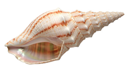 Isolated seashell with distinct markings and pointed shape, found on the beach, seashell, nature
