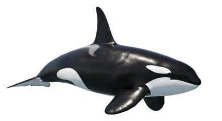 Isolated killer whale 3D render, orca aquatic wildlife animal model, ocean mammal presentation