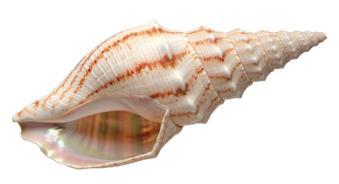 Isolated seashell with distinct markings and pointed shape, found on the beach, seashell, nature