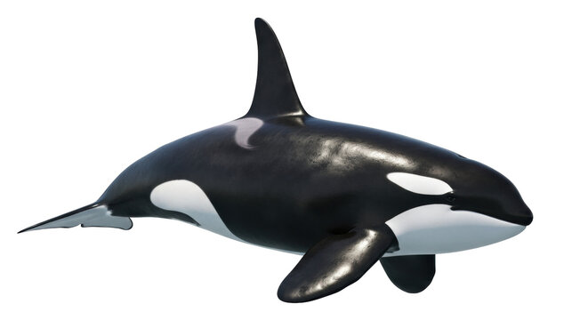 Isolated killer whale 3D render, orca aquatic wildlife animal model, ocean mammal presentation