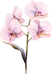 Obraz premium Elegant Pink Phalaenopsis Orchid Branch