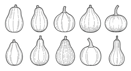 Collection of hand drawn illustrations of various gourds and pumpkins