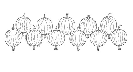 Hand drawn sketch of gooseberries in a row