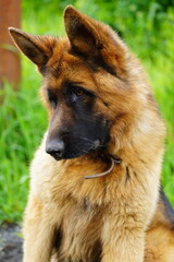 German Shepherd dog observing its surroundings