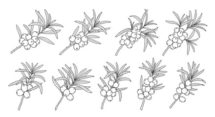 Collection of hand drawn botanical illustrations of flowering branches with berries
