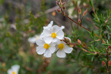 White flowers of Halimium umbellatum in bloom, with yellow centers, growing naturally in a Mediterranean shrubland habitat. Photo taken in Canencia, Spain