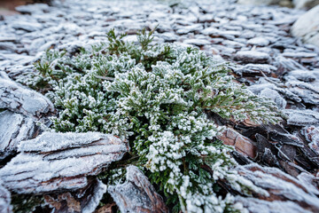 resilient new growth among mulch and bark, closeup of hardy plant pushing through frosty mulch