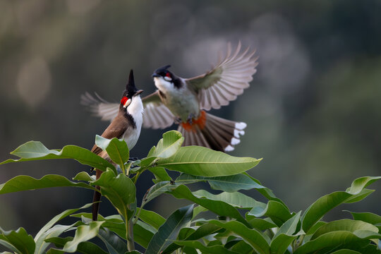 Red Vented Bulbul Pair on a mango tree.