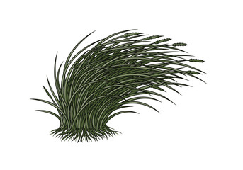 Green Tall Grass Swaying in the Wind