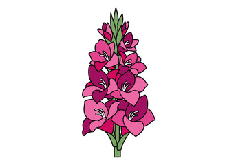 Vibrant Pink Gladiolus Flower Illustration