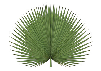 Tropical Palm Leaf Illustration
