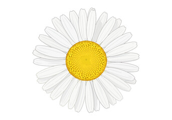 Isolated White Daisy Illustration