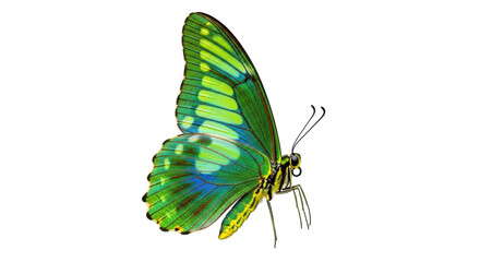 Isolated ornate green butterfly in spring season, delicate insect with vibrant colors, side view © Sergiu