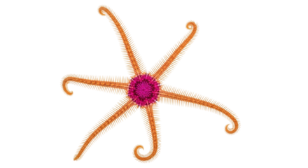 Isolated Spiny Brittle Star with Curled Arms is a Marine Invertebrate, Echinoderm, or Ophiuroid