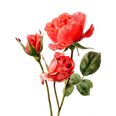Watercolor three lush coral red roses with unopened buds and vibrant green leaves clip art illustration