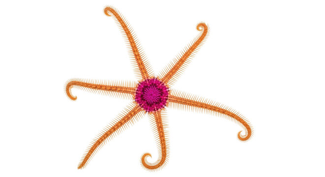 Isolated Spiny Brittle Star with Curled Arms is a Marine Invertebrate, Echinoderm, or Ophiuroid