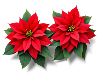 Top view flat lay of red poinsettia Euphorbia pulcherrima arranged on clean white background, festive Christmas floral still life for design, banners, cards, ads and seasonal branding.!