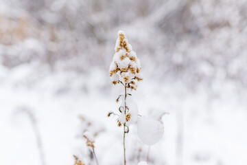 A delicate dried wildflower stands covered in fresh snow, isolated against a soft white background. The minimal winter scene evokes purity, calmness, and fragile seasonal beauty perfect for nature, we