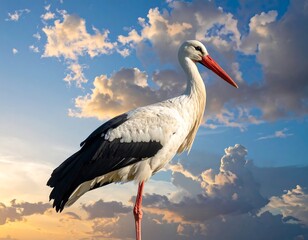 White stork with red beak and legs stands against dramatic, cloud-filled sunset sky