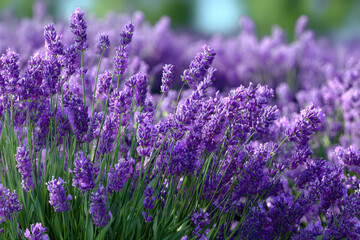 Fototapeta premium Lavender fields bloom under bright sunlight in a serene landscape during summer time