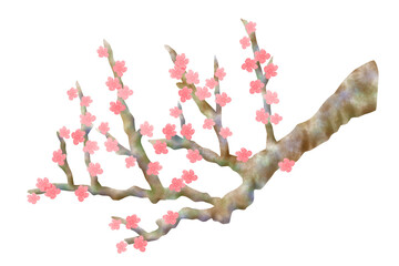 水彩で描いた梅のイラスト