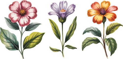 Illustration Style Collection Flower Specimen Scientific With Botanical Watercolor