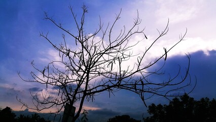 Silhouette of Bare Tree Against Cloudy Sky
