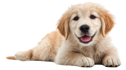 Adorable golden retriever puppy sitting with soft fluffy fur and charming playful expression isolated on white background
