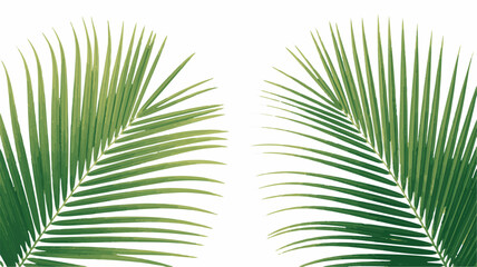 Fototapeta premium Two Green Palm Fronds Facing Each Other on White Background leaf tropical