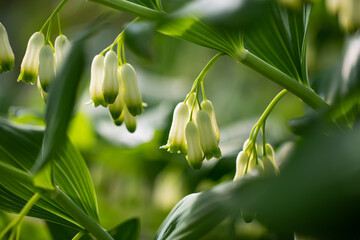 Delicate lily-of-the-valley flower
in close-up against a background of greenery. 