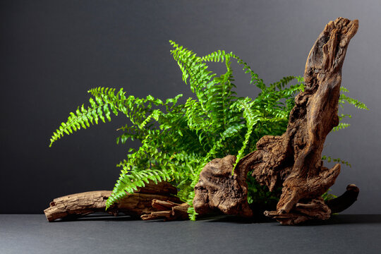 Green fern and old dry snag on a black background.
