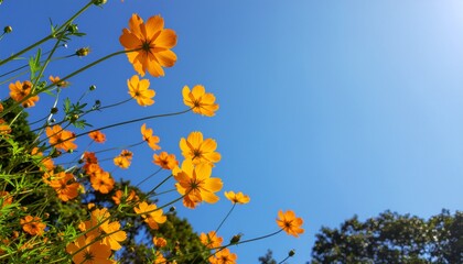 cosmos yellow flowers against blue sky