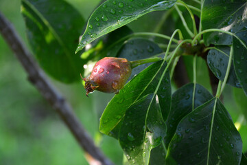 Young pear fruit with morning dew on a branch
