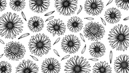 Wooden Engraving Chrysanthemum in White Background